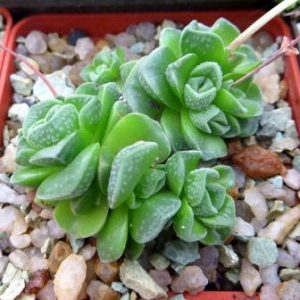 crassula dorothy
