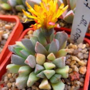 1313 MG aloinopsis orpenii