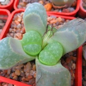 lithops helmutii