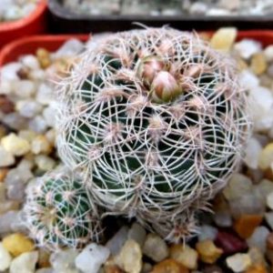 gymnocalycium bruchii cubrecitense VG 469