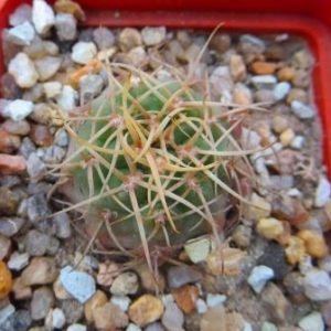 gymnocalycium sutterianum