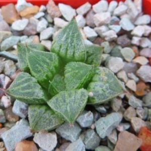 haworthia hybrid