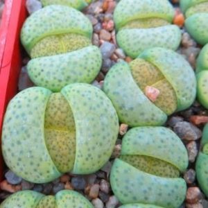 lithops fulviceps aurea
