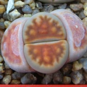 Lithops Karasmontana v. lericheana C193