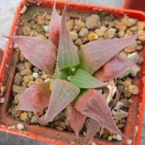haworthia hybrid