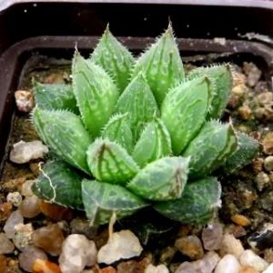 haworthia hybrid