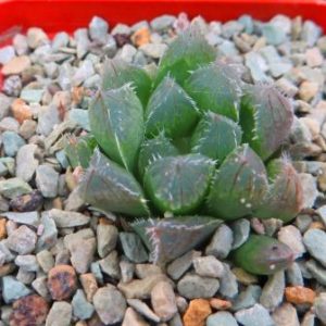 haworthia cooperi pilifera