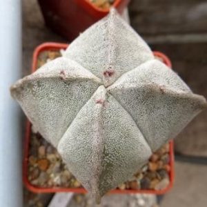 astrophytum quadricostatum