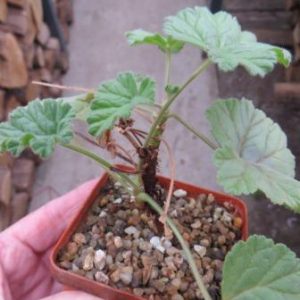 pelargonium mollicomum