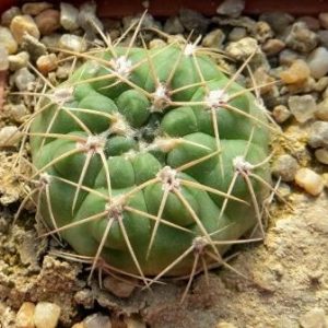 gymnocalycium  spec
