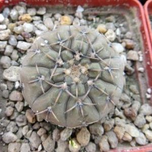 gymnocalycium platygonum Kohres