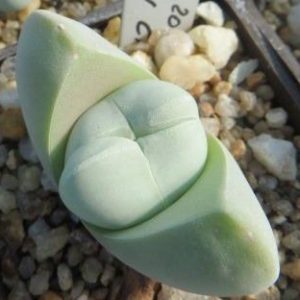 gibbaeum album