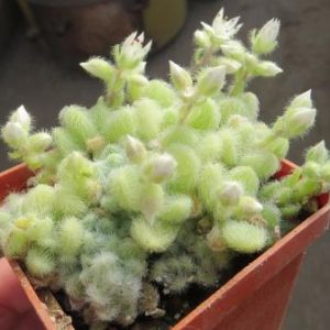 sedum hintonii