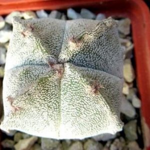 astrophytum quadricostatum ball