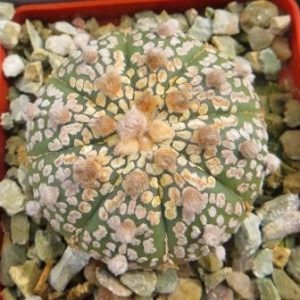 astrophytum super kabuto gold