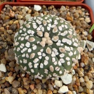 astrophytum super kabuto