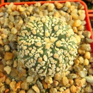 astrophytum super kabuto gold