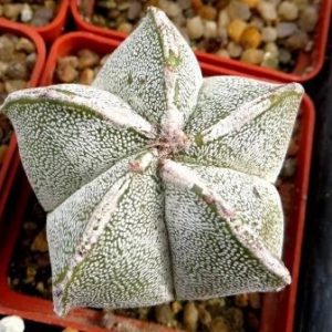 astrophytum onzuka Tay