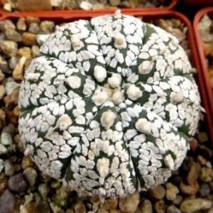 astrophytum super kabuto gold super white