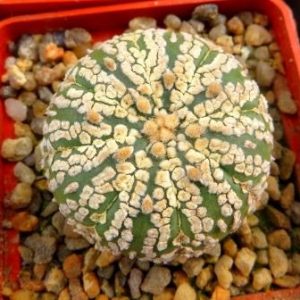 astrophytum super kabuto gold