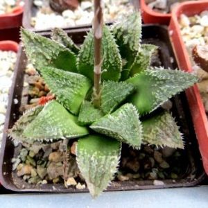haworthia hybrid