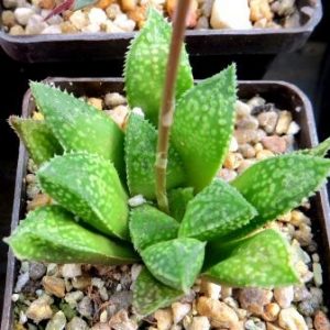 haworthia hybrid