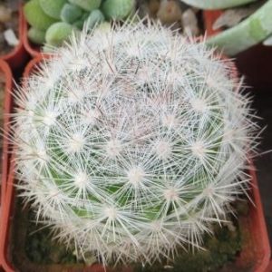 mammillaria candida красный цветок