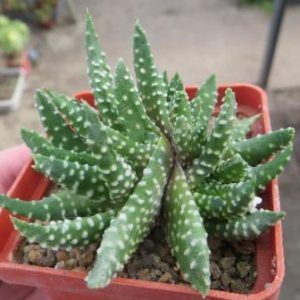 haworthia pumila monstrosa