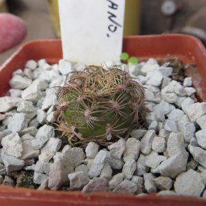 sulcorebutia dorana