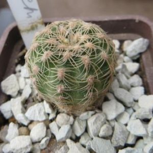 gymnocalycium bruchii