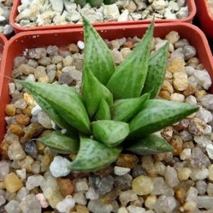 haworthia metallica