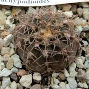 gymnocalycium triacanthum p 124