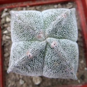 astrophytum ornatum x v onzuka
