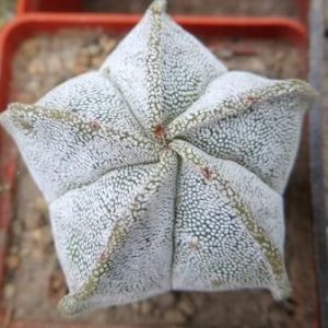 astrophytum ornatum x v onzuka