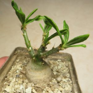 pachypodium succulentum