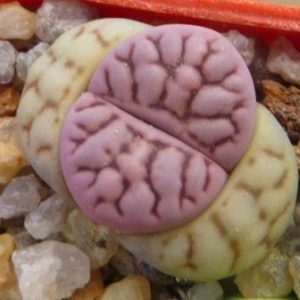 lithops bromfieldii v mennellii