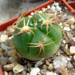 gymnocalycium megalatheos