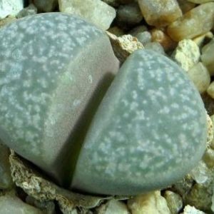 Lithops comptonii v. weberi