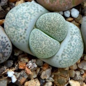 1731.585 lithops terricolor c 379