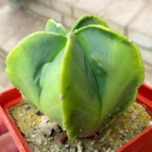 astrophytum fukuryu variegata