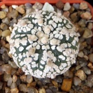 astrophytum super kabuto