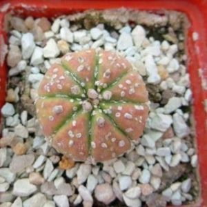 astrophytum variegata?