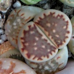 1609 MG lithops halii salicola reticulata