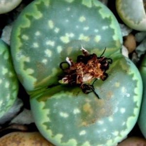 lithops julii fullergreen