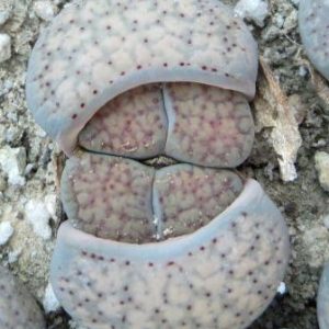 lithops verruculosa C 198 ЮАР
