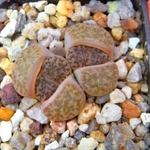 1616.34 MG lithops hookeri dabneri C 301