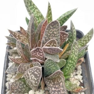 Gasteria sp. forma monstrosa