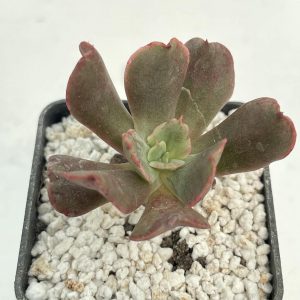 Echeveria 'Dark Vader'