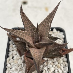 Haworthia ssp tessellata
