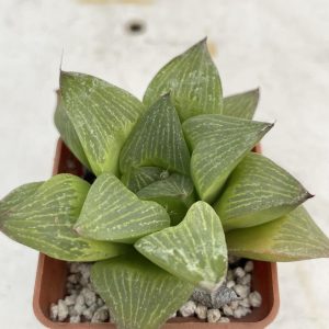 Haworthia retusa x retusa cv.» Giant»